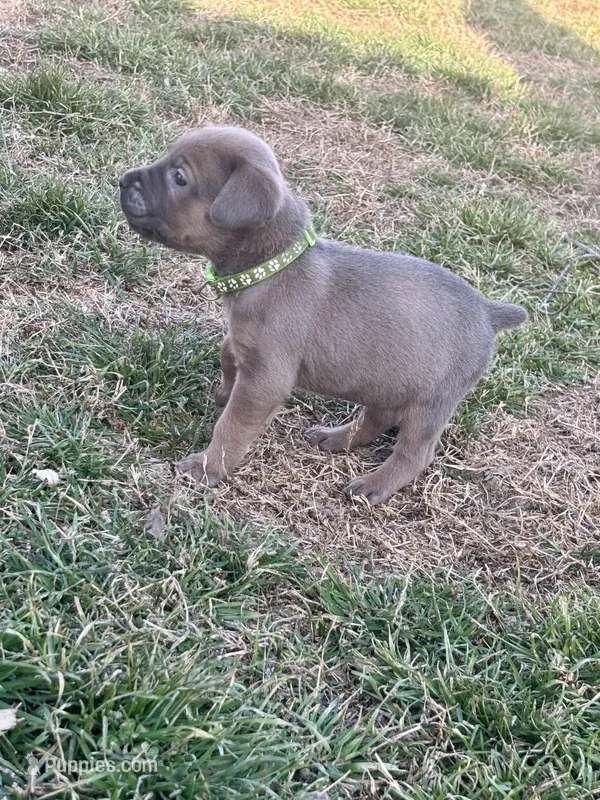Kiwi - AKC – Cane Corso puppy for sale in Columbia, MO