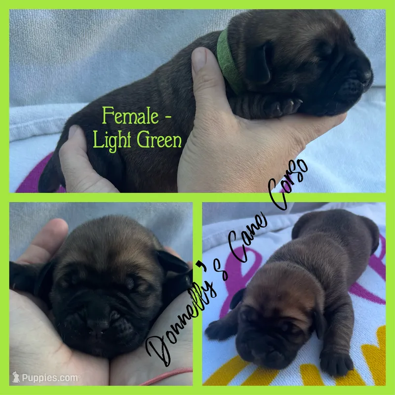Light Green - Female  – Cane Corso puppy for sale in Columbia, MO