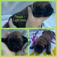 Light Green - Female , a female Cane Corso for sale in Columbia, MO – 1 of 2