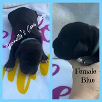 Light Blue - Female , a female Cane Corso for sale in Columbia, MO – 1 of 2