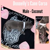 Expecting - Cane Corso, a  Cane Corso for sale in Columbia, MO – Photo 3 of 5