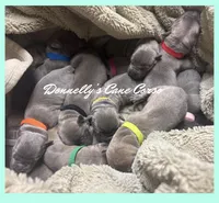 Expecting - Cane Corso, a  Cane Corso for sale in Columbia, MO – Photo 4 of 5