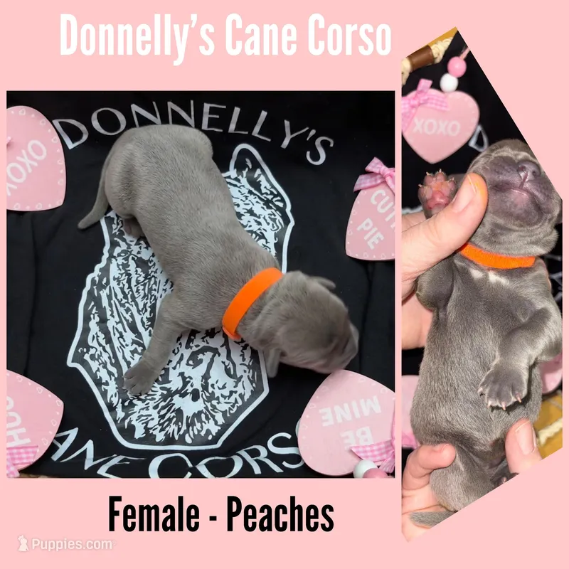 Expecting - Cane Corso