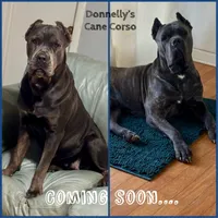 Expecting - Cane Corso, a  Cane Corso for sale in Columbia, MO – Photo 2 of 2