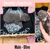 Expecting - Cane Corso, a  Cane Corso for sale in Columbia, MO – Photo 2 of 5