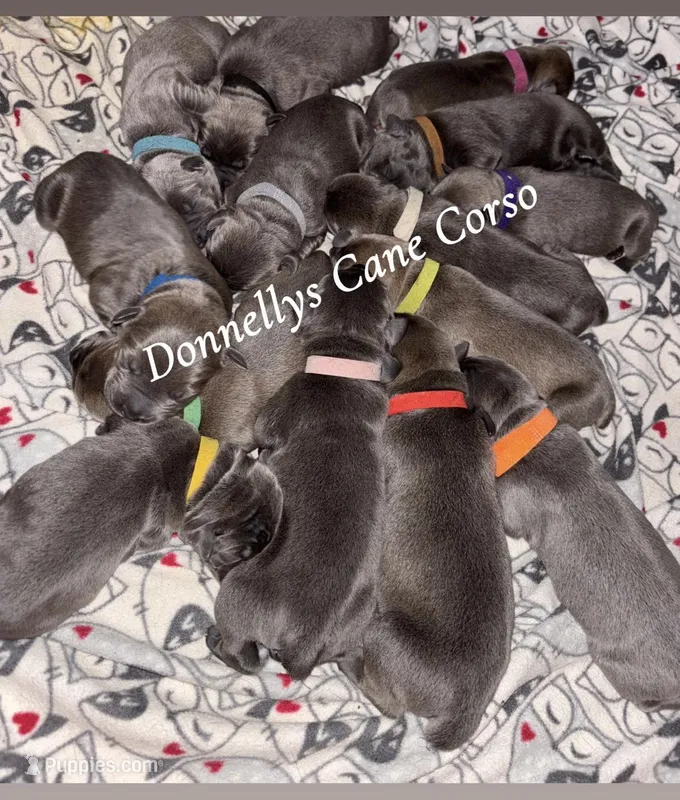 Expecting - Cane Corso