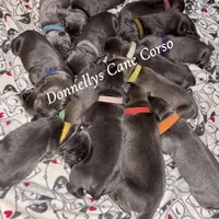 Expecting - Cane Corso, a  Cane Corso for sale in Columbia, MO – Photo 1 of 2