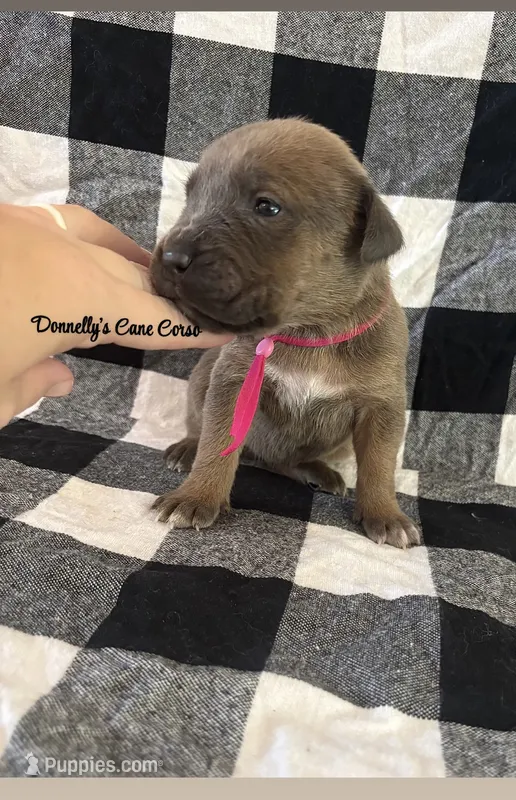 Hot pink  – Cane Corso puppy for sale in Columbia, MO