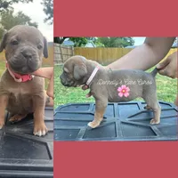 Hot pink - Rich Red Formentino F, a female Cane Corso for sale in Columbia, MO – 1 of 2