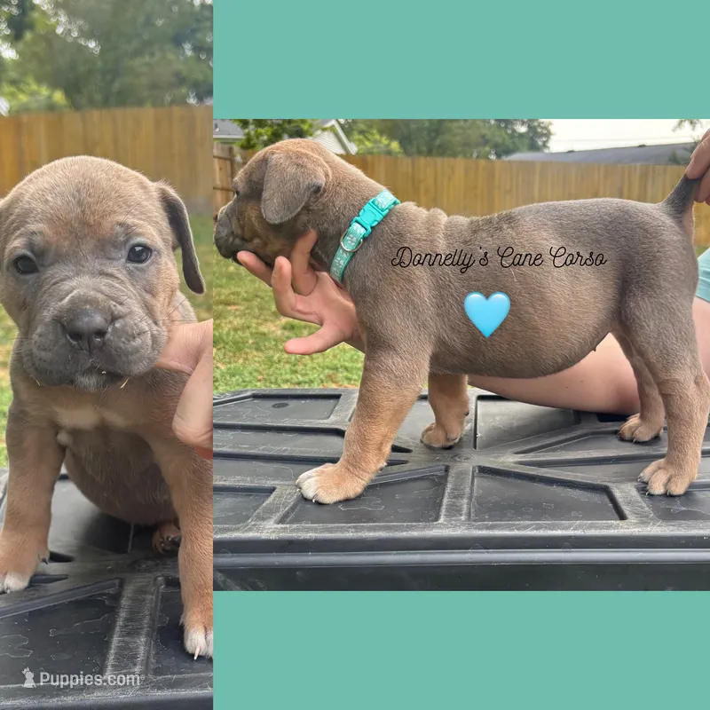 Teal Blue - Rich Red Formentino - F – Cane Corso puppy for sale in Columbia, MO