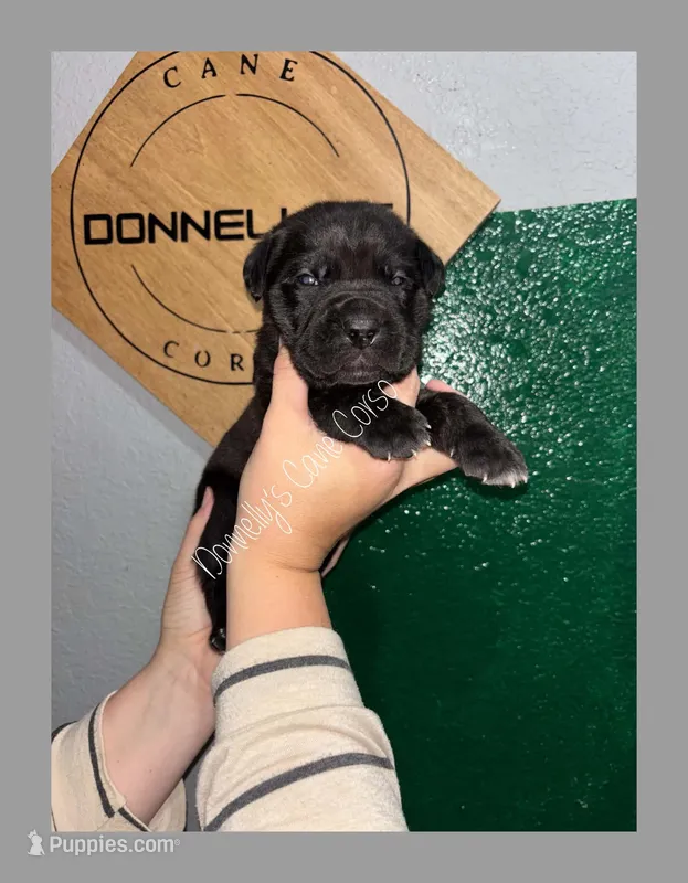 Grey Collar - Male  – Cane Corso puppy for sale in Columbia, MO