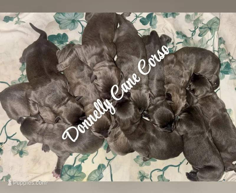 New Arrivals  – Cane Corso puppy for sale in Columbia, MO