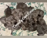 New Arrivals , a male Cane Corso for sale in Columbia, MO – 1 of 4