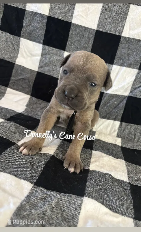 Black - Rich Red Formentino – Cane Corso puppy for sale in Columbia, MO