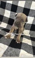 Black - Rich Red Formentino, a male Cane Corso for sale in Columbia, MO – 1 of 1