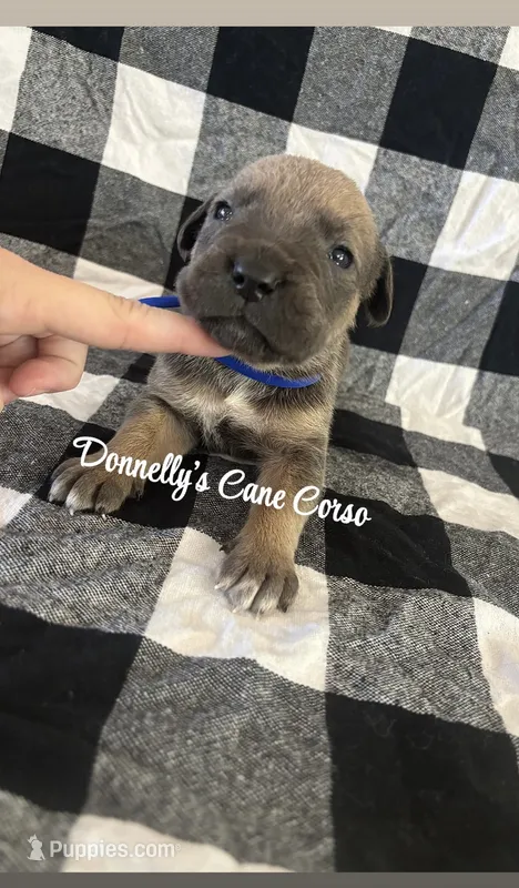 Dark blue collar - Rich Red Formentino  – Cane Corso puppy for sale in Columbia, MO