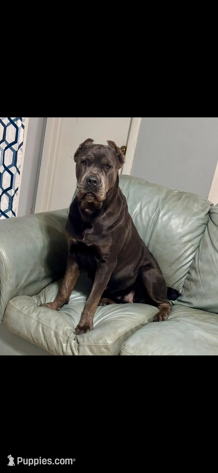 Elina , a female Cane Corso for sale in Columbia, MO – Photo 1 of 6