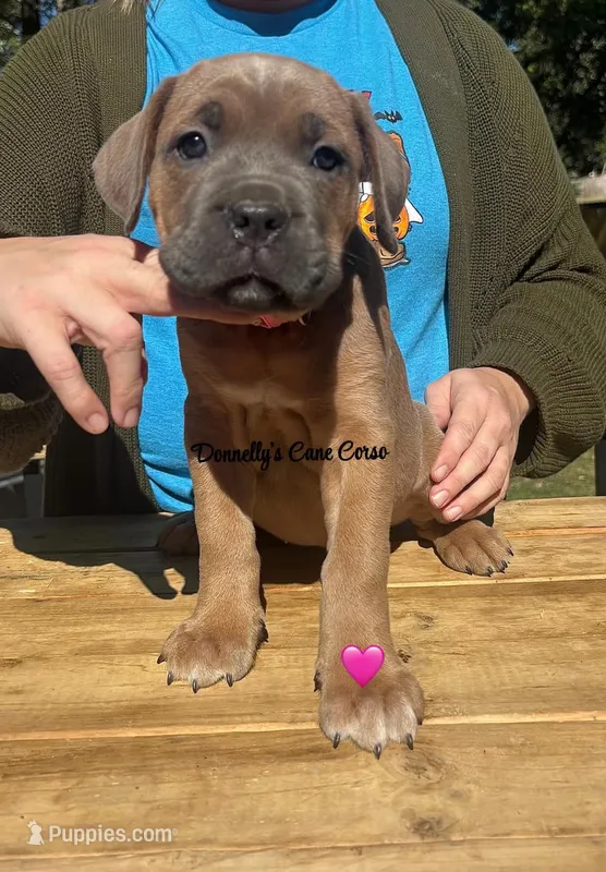 Hot pink - Rich Red Formentino F – Cane Corso puppy for sale in Columbia, MO