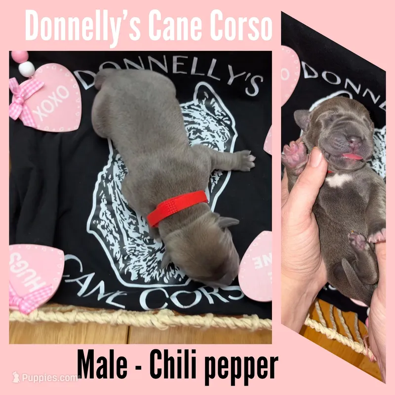 Chili pepper - AKC