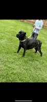Denali, a female Cane Corso for sale in Columbia, MO – Photo 3 of 4