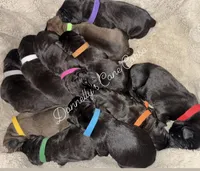 Expecting - June 2026, a male Cane Corso for sale in Columbia, MO – 2 of 2