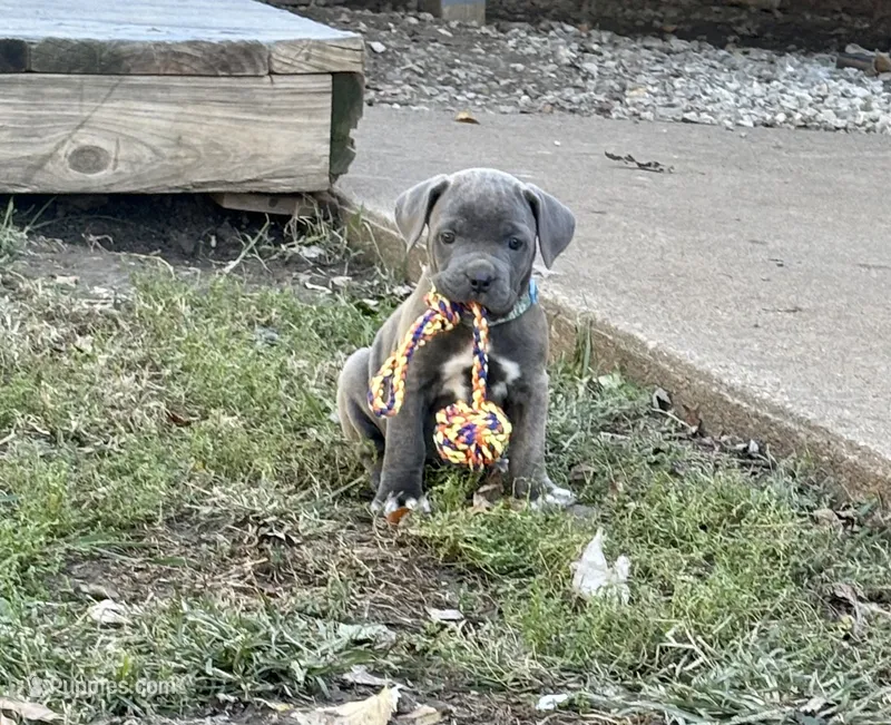 Light Blue - Female – Cane Corso puppy for sale in Columbia, MO