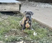 Blue/ Grey Brindle  - Female, a female Cane Corso for sale in Columbia, MO – 2 of 4