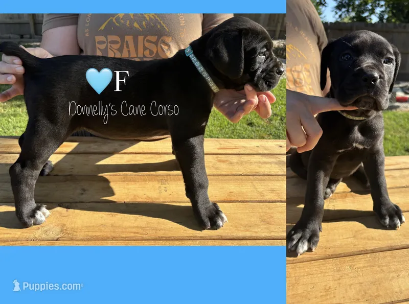 Light Blue - Female  – Cane Corso puppy for sale in Columbia, MO