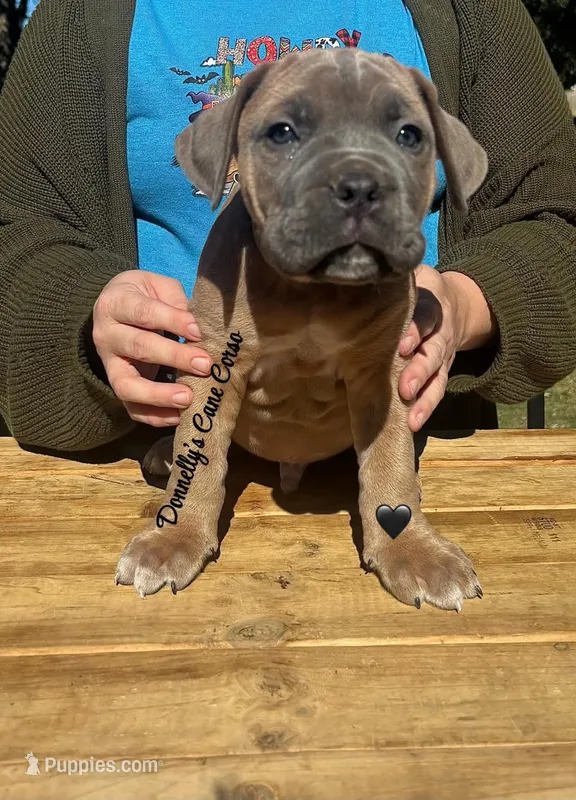 Black - Rich Red Formentino – Cane Corso puppy for sale in Columbia, MO