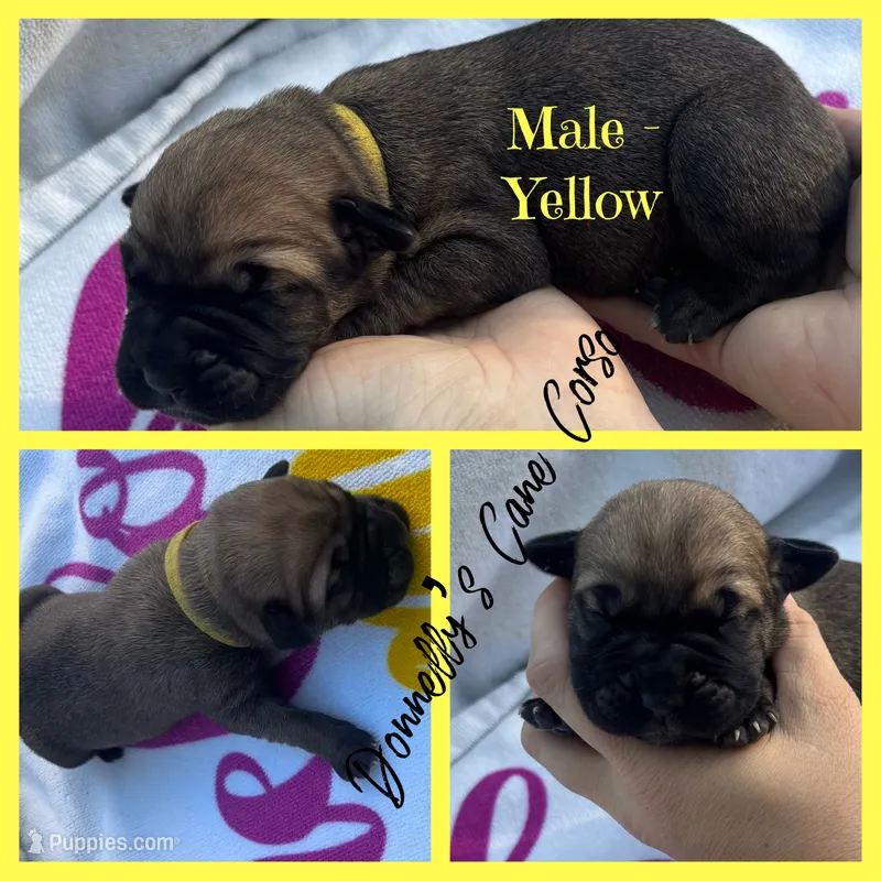 Yellow Collar - Male  – Cane Corso puppy for sale in Columbia, MO