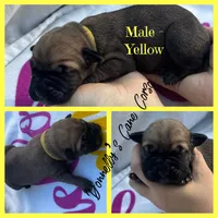 Yellow Collar - Male , a male Cane Corso for sale in Columbia, MO – 1 of 2