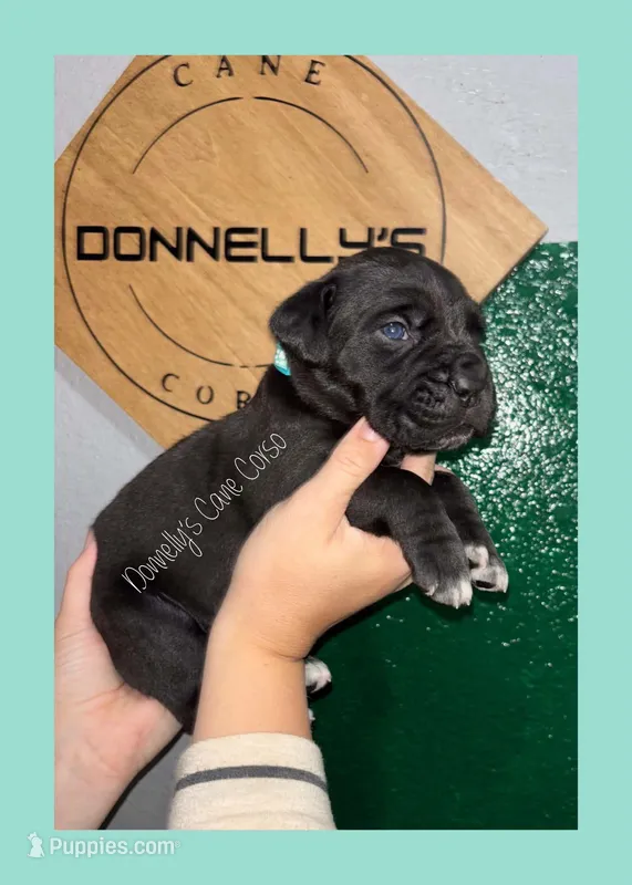 Light Blue - Female  – Cane Corso puppy for sale in Columbia, MO