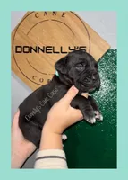 Light Blue - Female , a female Cane Corso for sale in Columbia, MO – 3 of 4