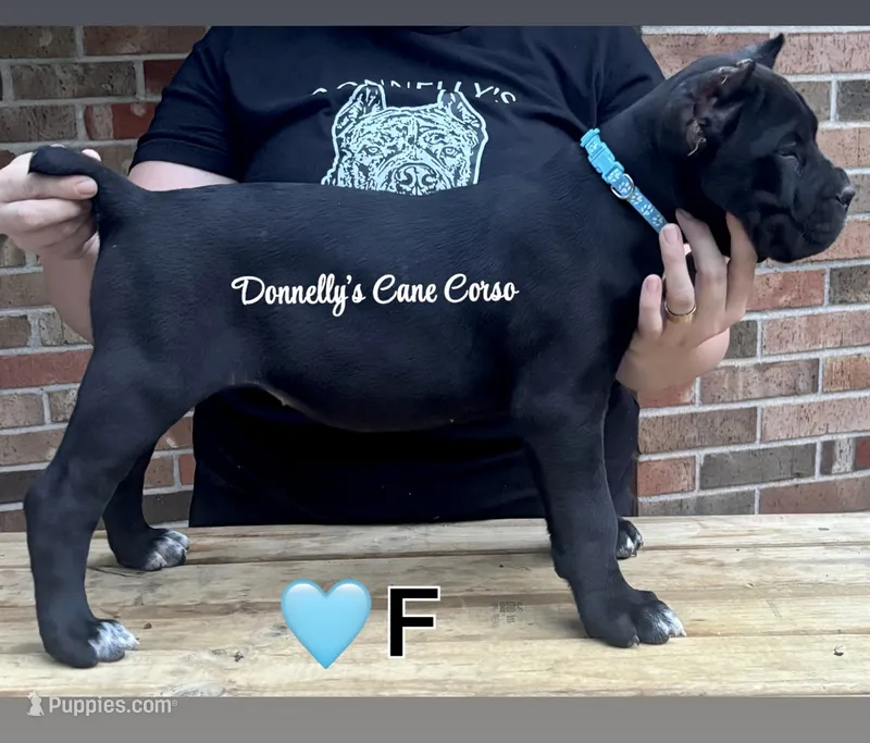 Light Blue - Female  – Cane Corso puppy for sale in Columbia, MO