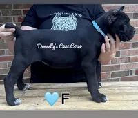 Light Blue - Female , a female Cane Corso for sale in Columbia, MO – 1 of 4