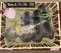 New Arrivals , a male Cane Corso for sale in Columbia, MO – 4 of 4