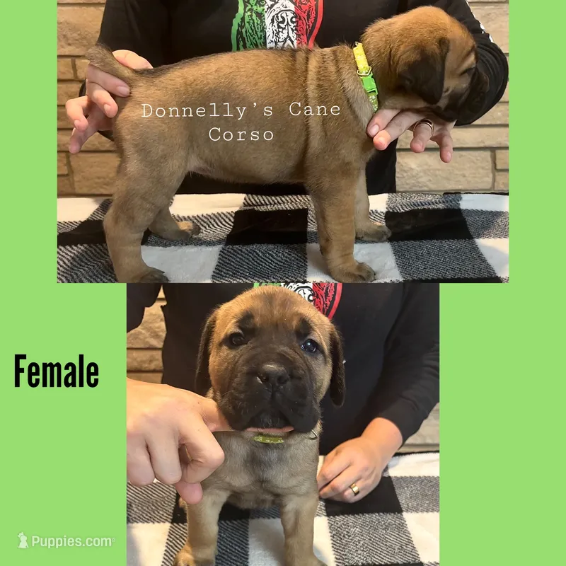 Light Green - Female  – Cane Corso puppy for sale in Columbia, MO