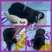 Purple - Female , a female Cane Corso for sale in Columbia, MO – 1 of 2