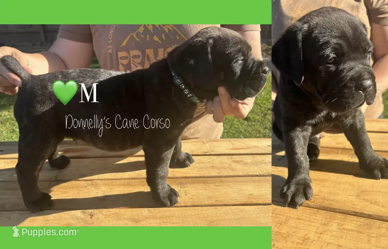 Dark Green Male – Cane Corso puppy for sale in Columbia, MO