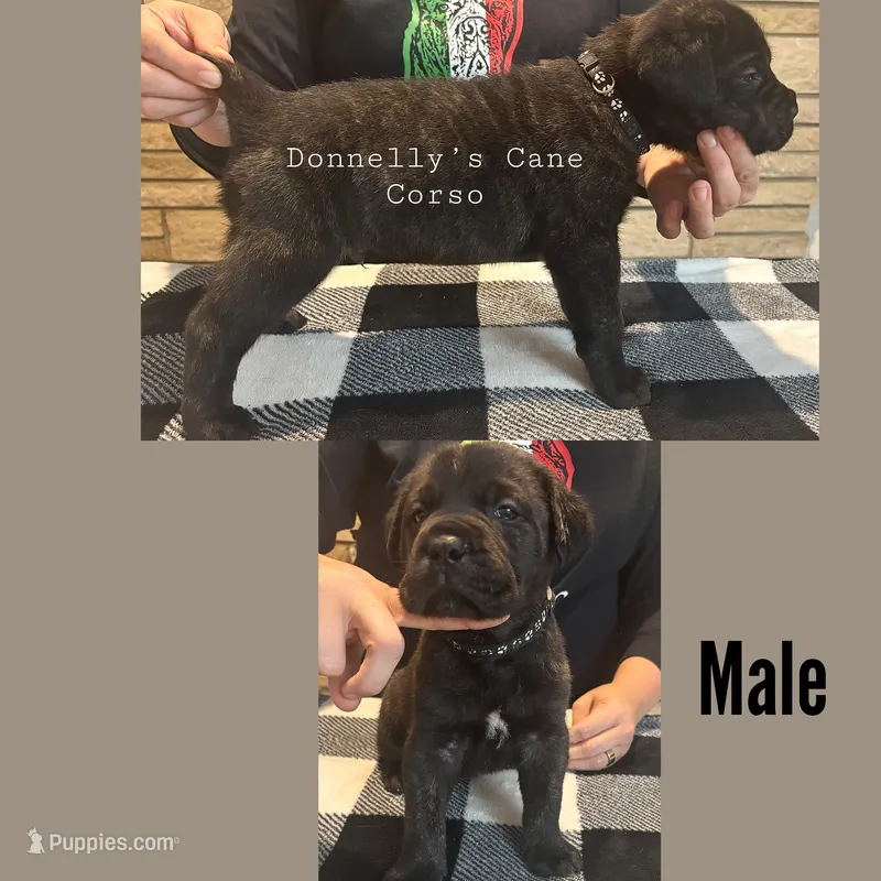 Grey Collar - Male  – Cane Corso puppy for sale in Columbia, MO