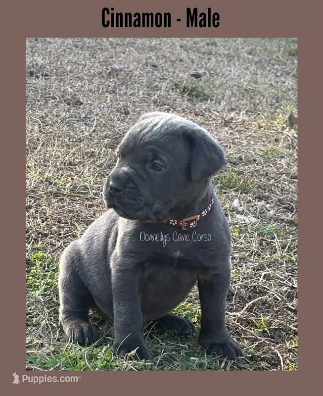 Cinnamon - AKC – Cane Corso puppy for sale in Columbia, MO