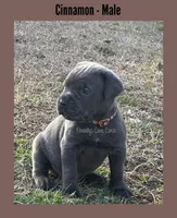 Cinnamon - AKC, a male Cane Corso for sale in Columbia, MO – Photo 2 of 4