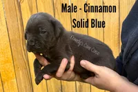 Cinnamon - AKC, a male Cane Corso for sale in Columbia, MO – Photo 3 of 4