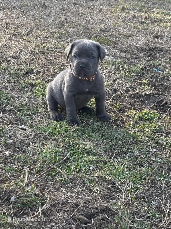 Cinnamon - AKC – Cane Corso puppy for sale in Columbia, MO