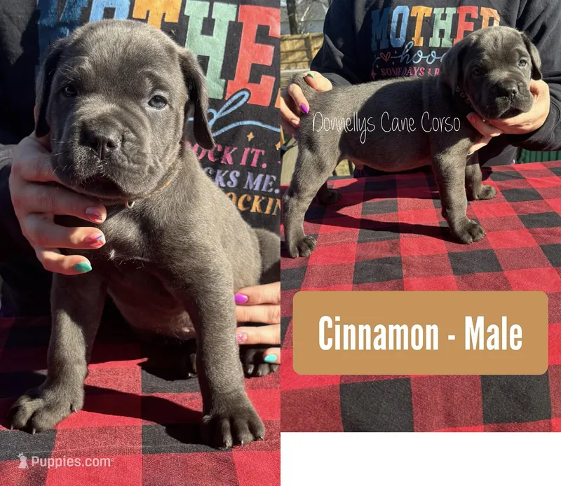 Cinnamon - AKC – Cane Corso puppy on hold in Columbia, MO