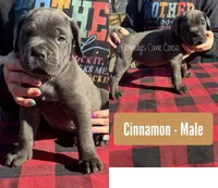 Cinnamon - AKC, a male Cane Corso for sale in Columbia, MO – Photo 1 of 4