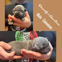 Cinnamon - AKC, a male Cane Corso for sale in Columbia, MO – Photo 4 of 4