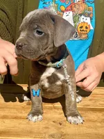 Blue/ Grey Brindle  - Female, a female Cane Corso for sale in Columbia, MO – 4 of 4
