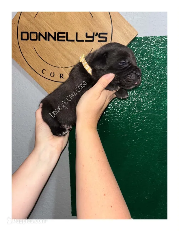 White Collar - Male  – Cane Corso puppy for sale in Columbia, MO