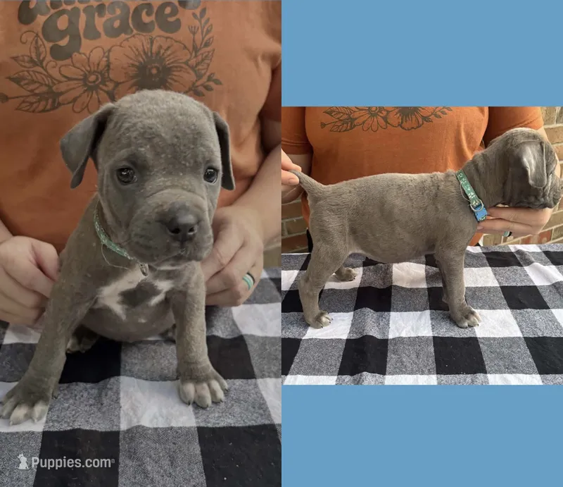 Light Blue - Female – Cane Corso puppy for sale in Columbia, MO